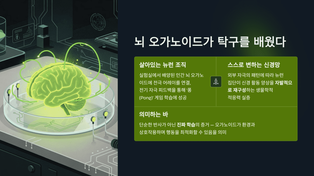 뇌 오가노이드 학습